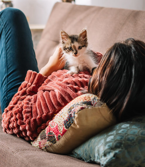 comida ideal para un gato en crecimiento